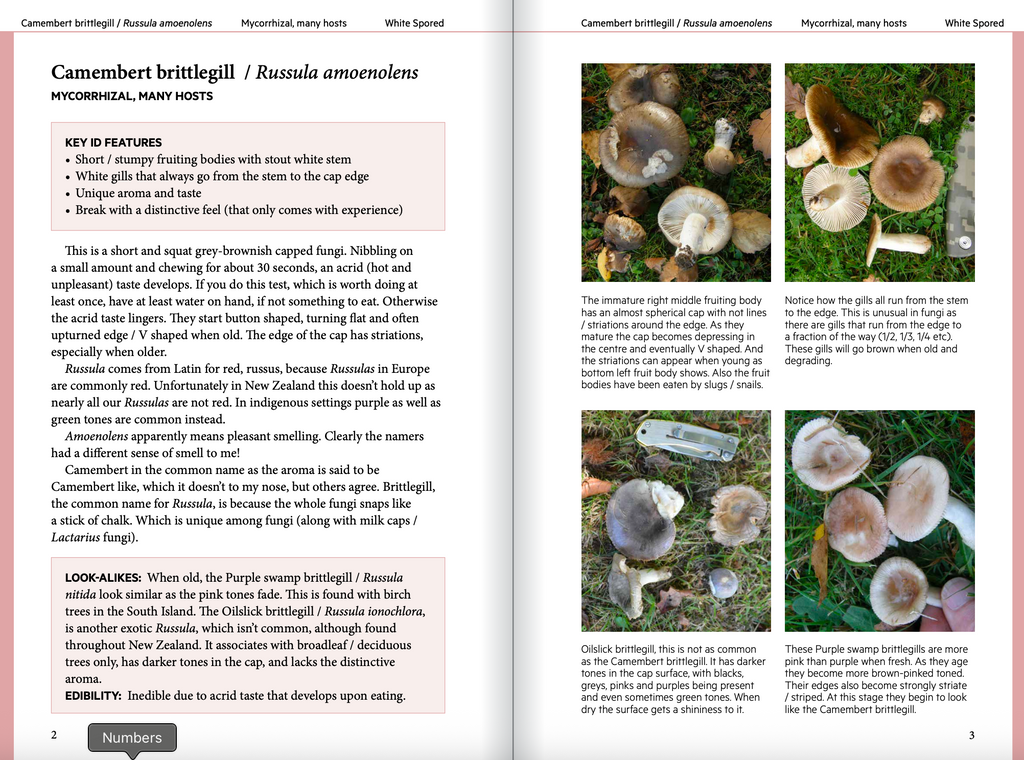 Introduction to Common Backyard  Fungi in New Zealand