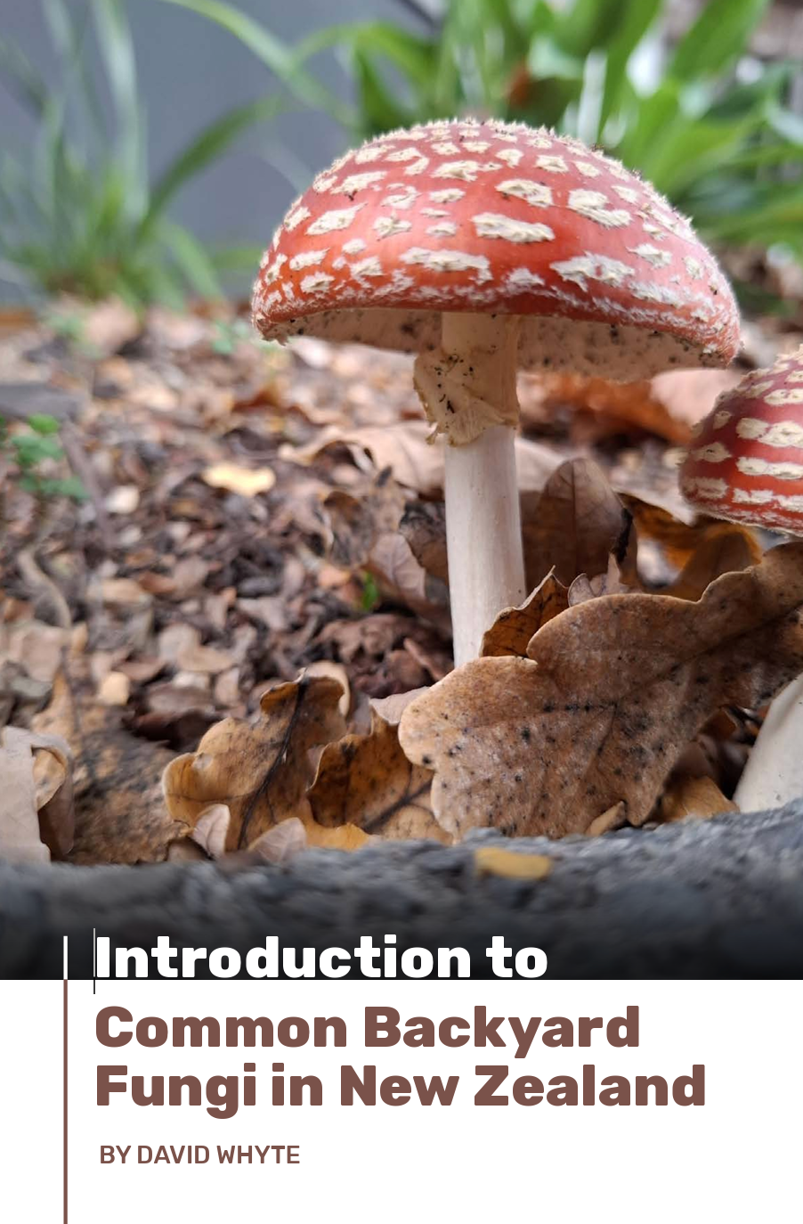 Introduction to Common Backyard  Fungi in New Zealand