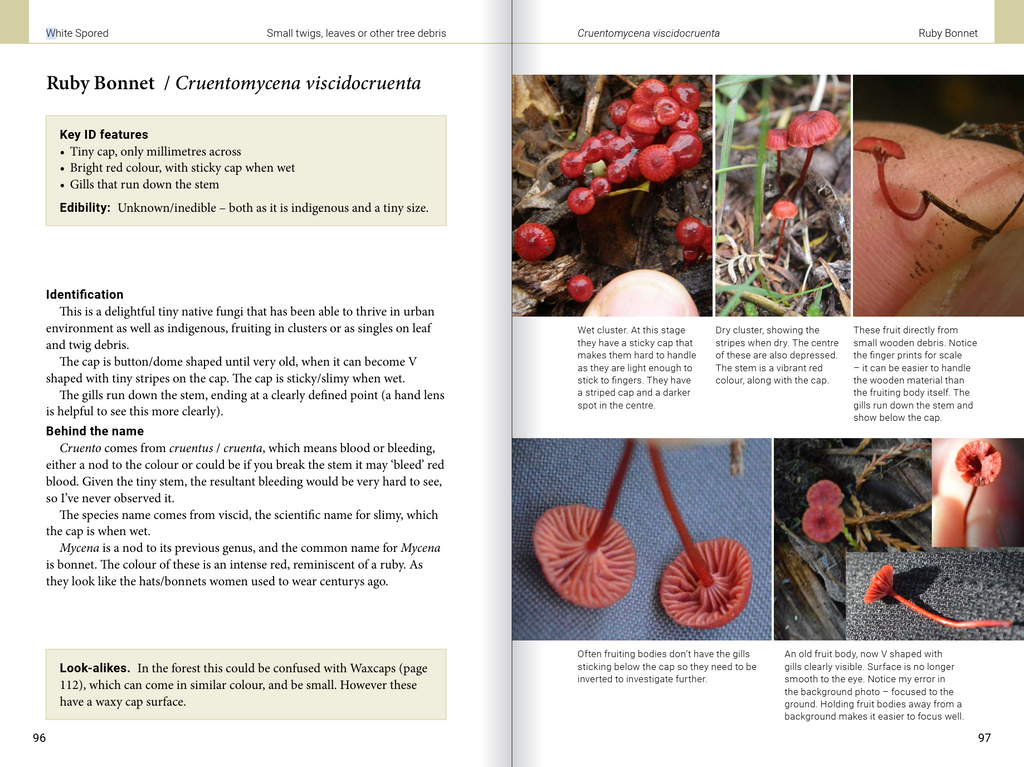 Introduction to Common Backyard  Fungi in New Zealand