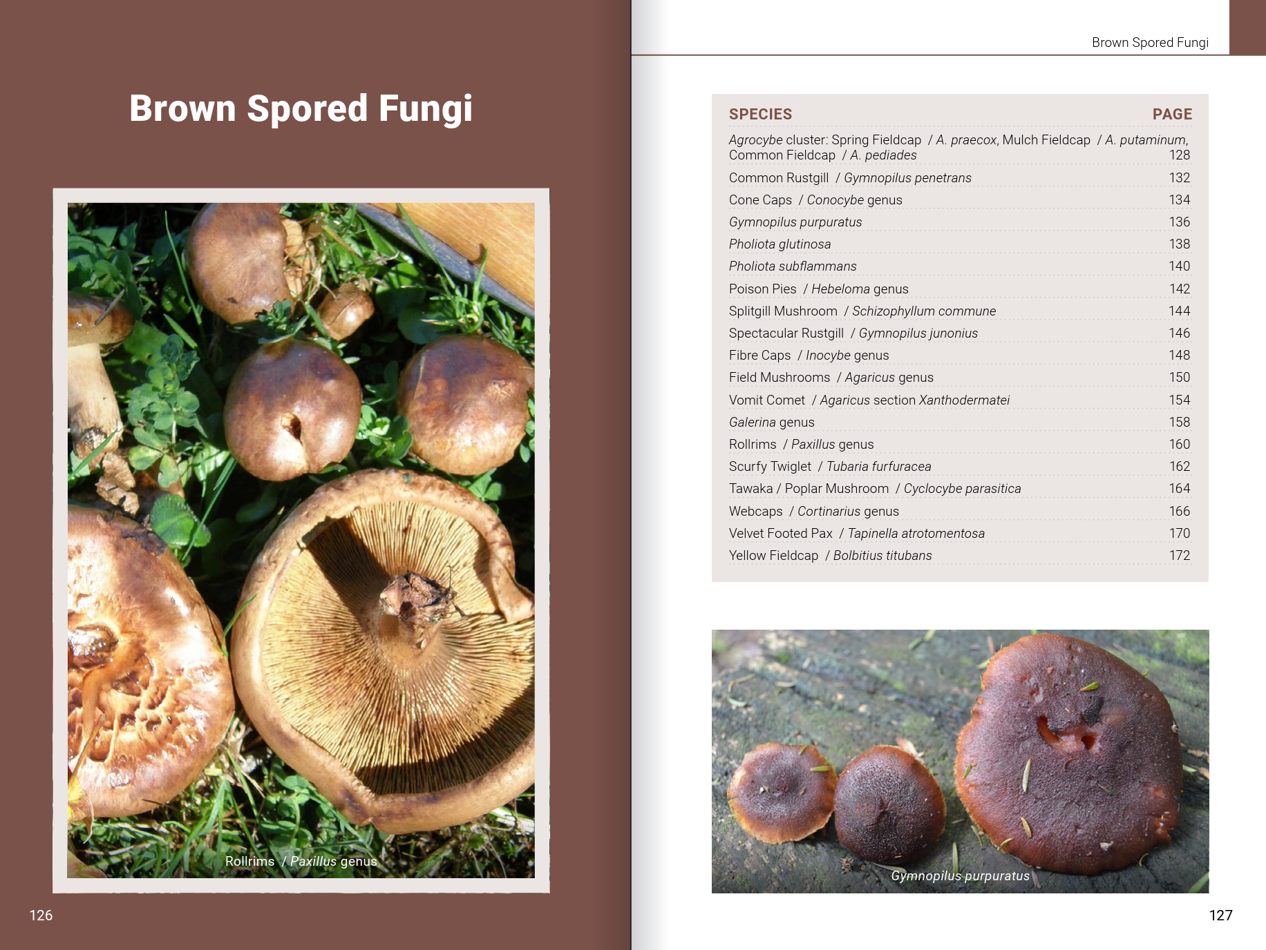 Introduction to Common Backyard  Fungi in New Zealand