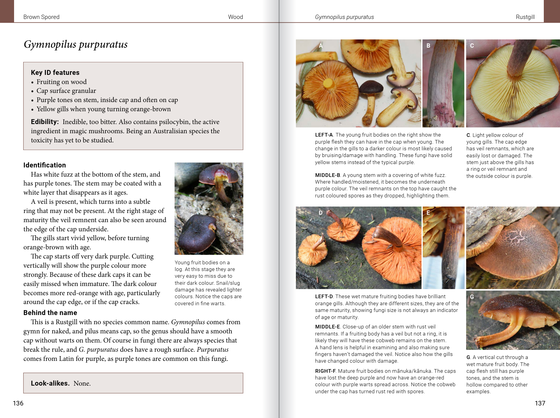 Introduction to Common Backyard  Fungi in New Zealand