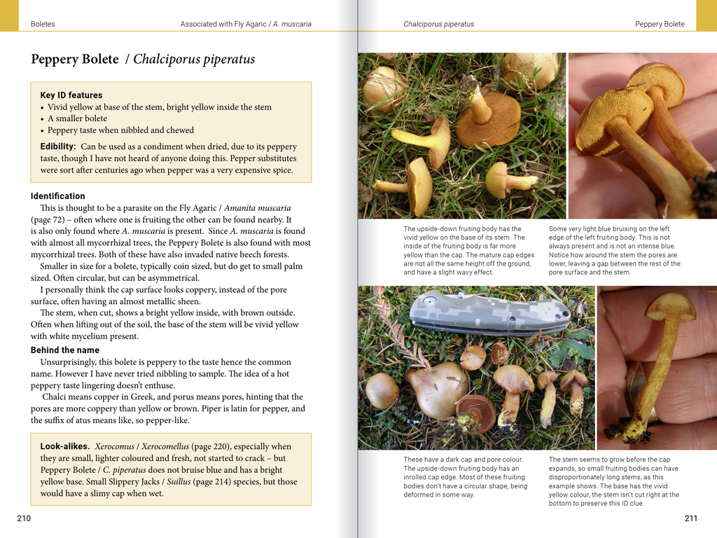 Introduction to Common Backyard  Fungi in New Zealand