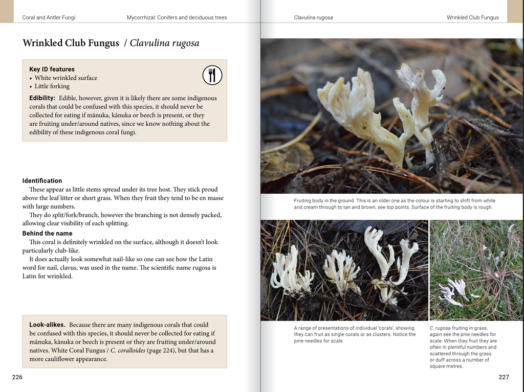 Introduction to Common Backyard  Fungi in New Zealand
