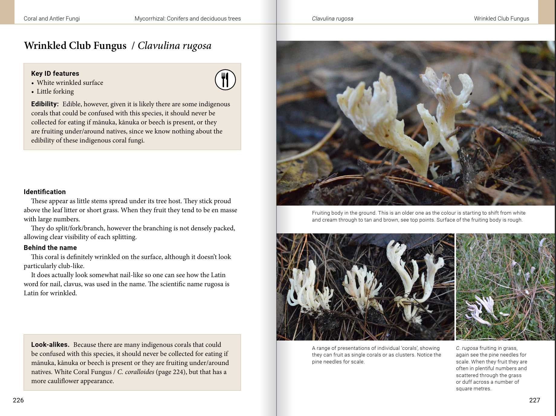 Introduction to Common Backyard  Fungi in New Zealand