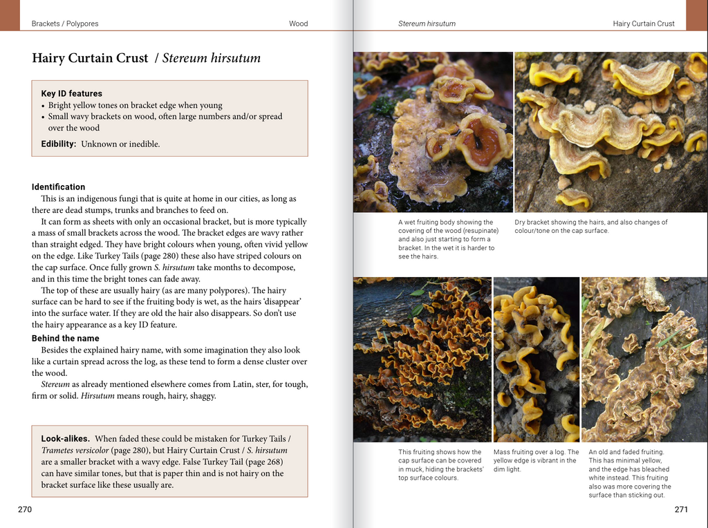 Introduction to Common Backyard  Fungi in New Zealand