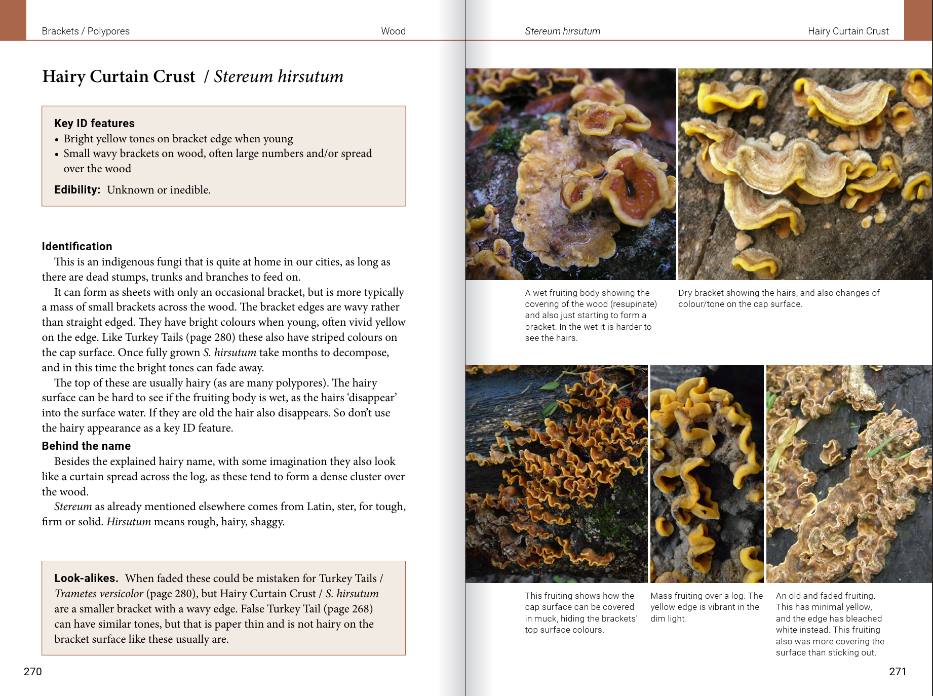 Introduction to Common Backyard  Fungi in New Zealand