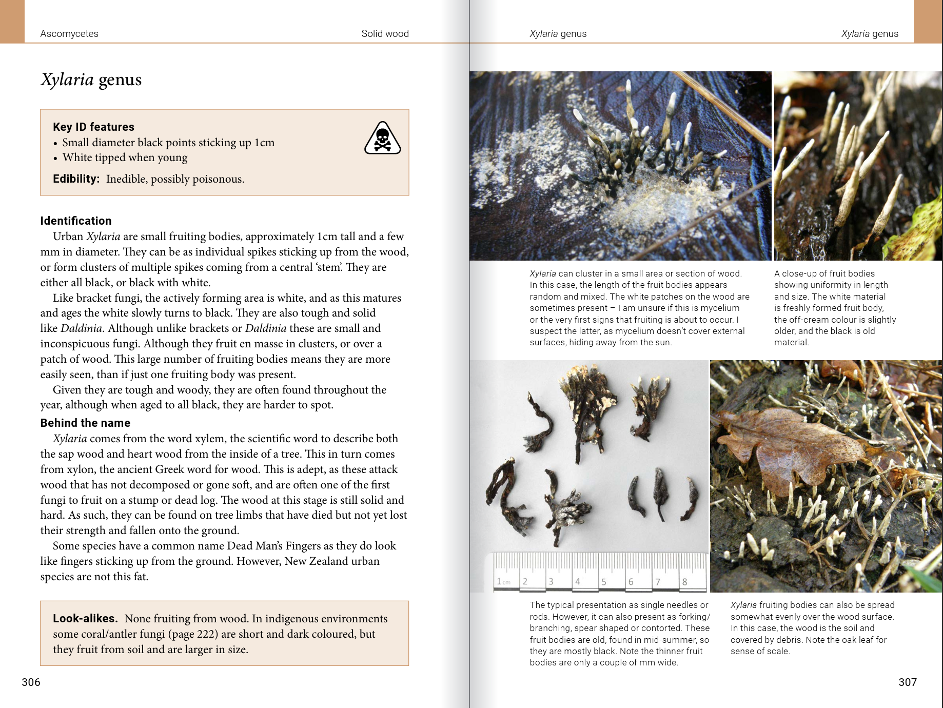 Introduction to Common Backyard  Fungi in New Zealand