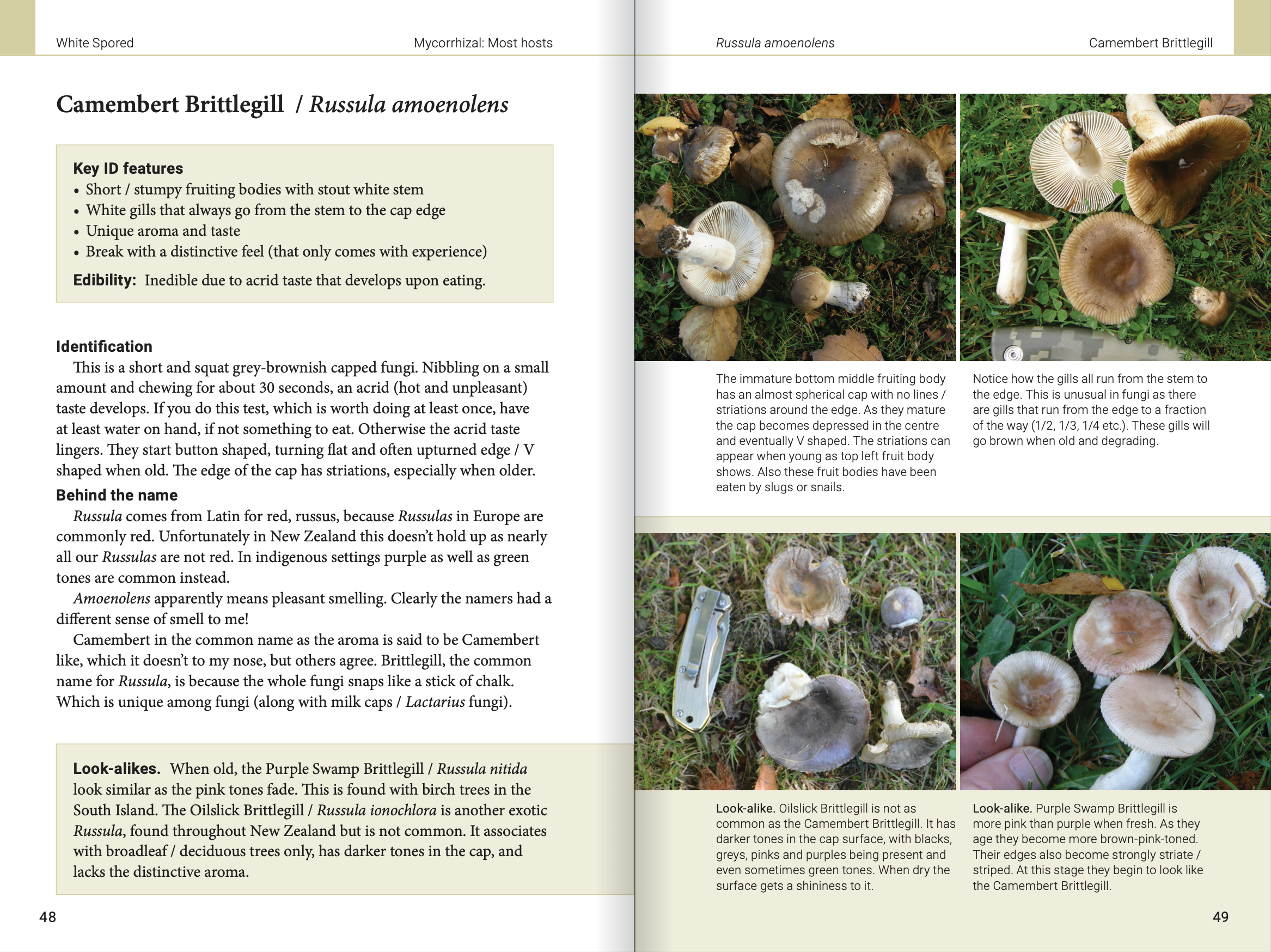 Introduction to Common Backyard  Fungi in New Zealand
